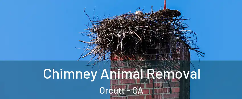 Chimney Animal Removal Orcutt - CA